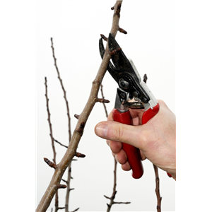 Pruning Fruit Trees Trees 9th Jan 2026